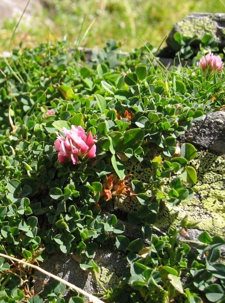 Pflanzenbild gross Thals Klee - Trifolium thalii