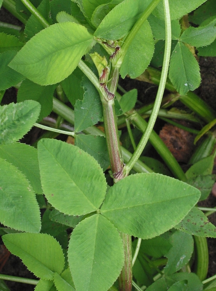 Pflanzenbild gross Bastard-Klee - Trifolium hybridum