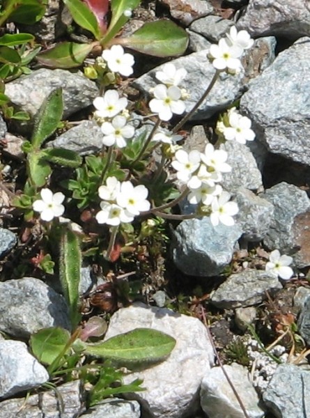Pflanzenbild gross Stumpfblättriger Mannsschild - Androsace obtusifolia
