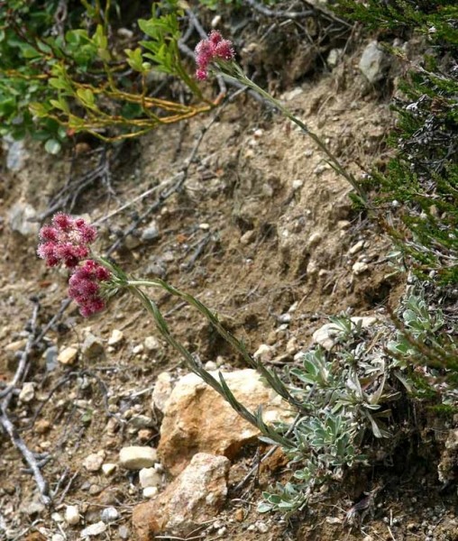 Pflanzenbild gross Gemeines Katzenpfötchen - Antennaria dioica