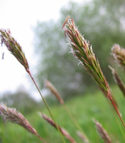 Pflanzenbild gross Duftendes Ruchgras - Anthoxanthum odoratum