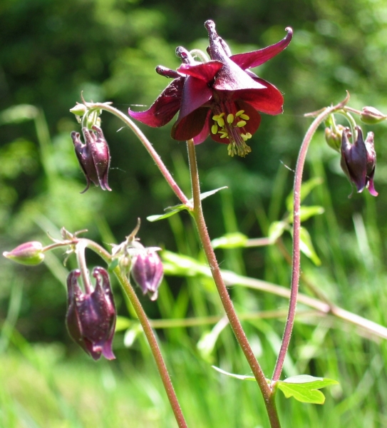 Pflanzenbild gross Dunkle Akelei - Aquilegia atrata
