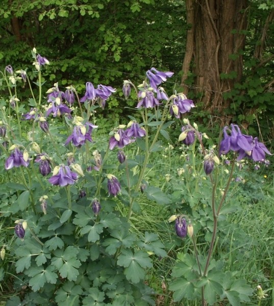 Pflanzenbild gross Gemeine Akelei - Aquilegia vulgaris