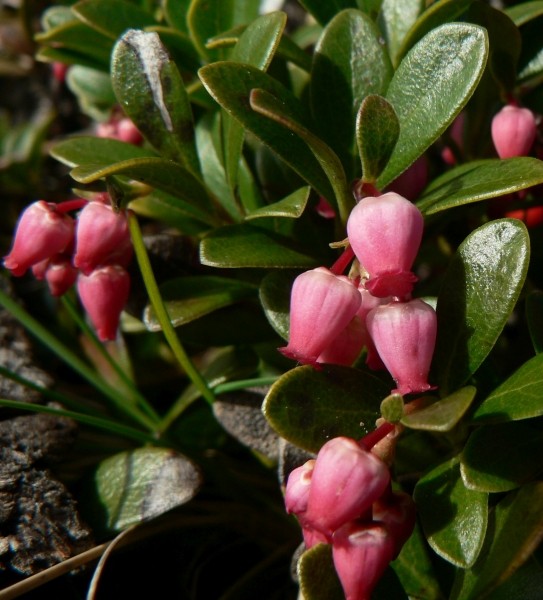 Pflanzenbild gross Immergrüne Bärentraube - Arctostaphylos uva-ursi