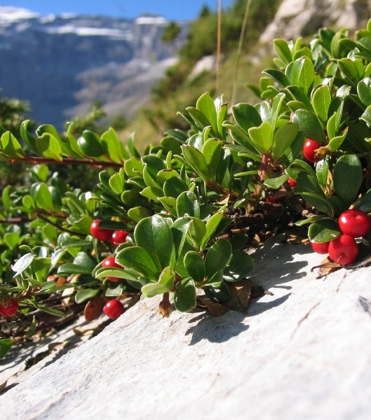 Pflanzenbild gross Immergrüne Bärentraube - Arctostaphylos uva-ursi
