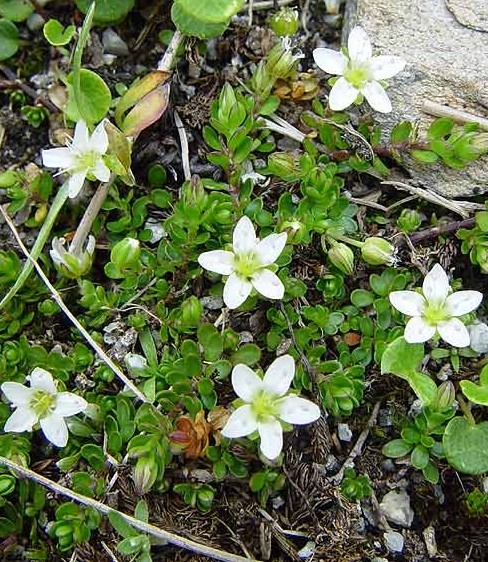 Pflanzenbild gross Zweiblütiges Sandkraut - Arenaria biflora