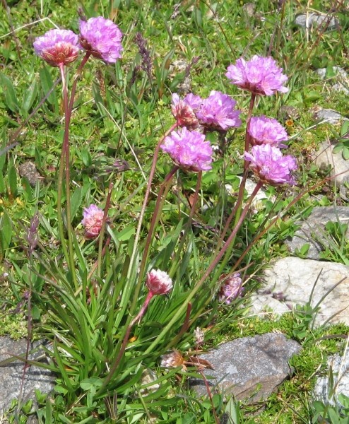 Pflanzenbild gross Alpen-Grasnelke - Armeria alpina subsp. alpina