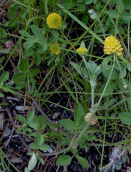 Pflanzenbild gross Feld-Klee - Trifolium campestre