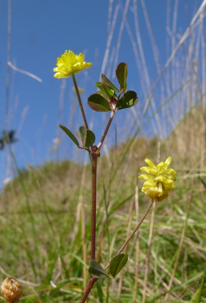 Pflanzenbild gross Feld-Klee - Trifolium campestre
