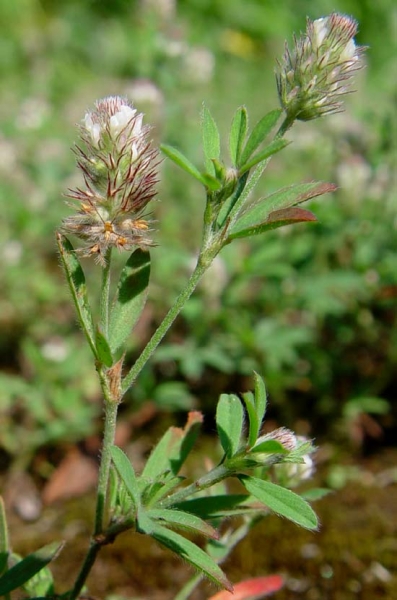 Pflanzenbild gross Hasen-Klee - Trifolium arvense