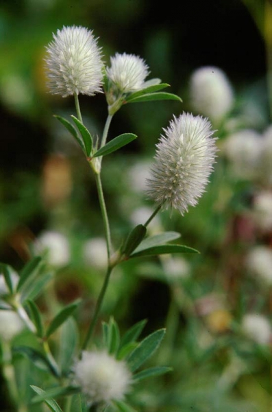 Pflanzenbild gross Hasen-Klee - Trifolium arvense