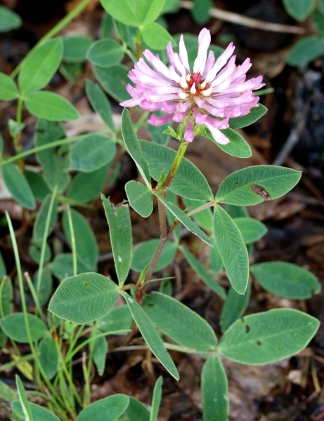 Pflanzenbild gross Mittlerer Klee - Trifolium medium