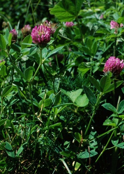 Pflanzenbild gross Mittlerer Klee - Trifolium medium