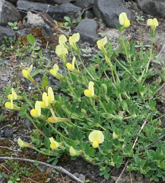 Pflanzenbild gross Gelbe Spargelerbse - Lotus maritimus