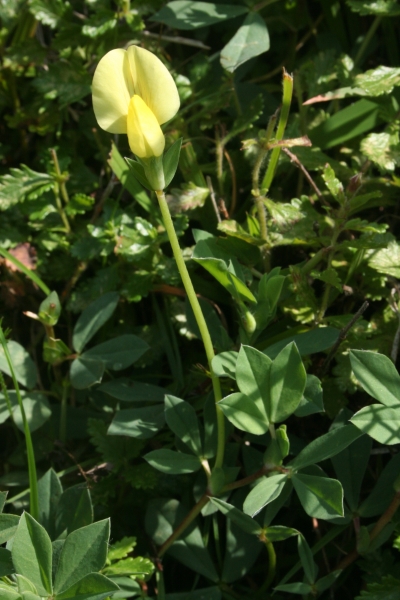 Pflanzenbild gross Gelbe Spargelerbse - Lotus maritimus