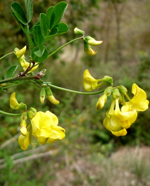 Pflanzenbild gross Strauchwicke - Hippocrepis emerus