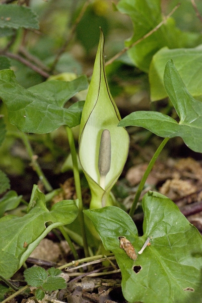 Pflanzenbild gross Gemeiner Aronstab - Arum maculatum