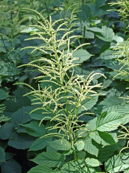 Pflanzenbild gross Wald-Geissbart - Aruncus dioicus