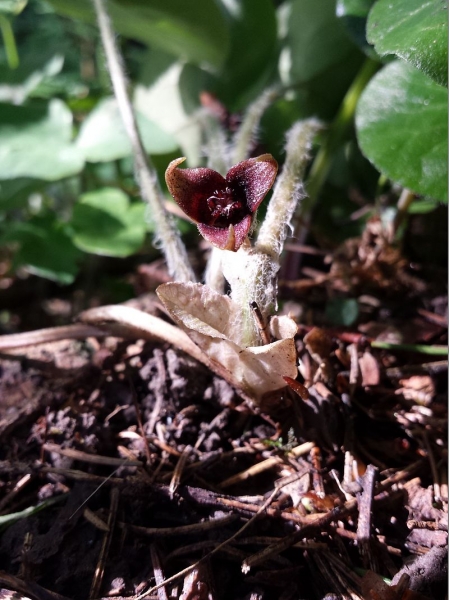 Pflanzenbild gross Europäische Haselwurz - Asarum europaeum