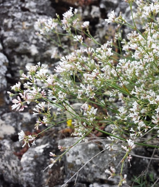 Pflanzenbild gross Hügel-Waldmeister - Asperula cynanchica
