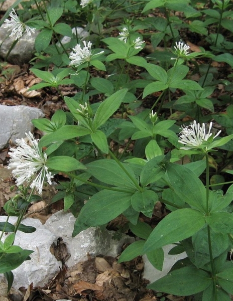 Pflanzenbild gross Turiner Waldmeister - Asperula taurina