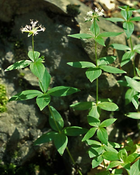 Pflanzenbild gross Turiner Waldmeister - Asperula taurina