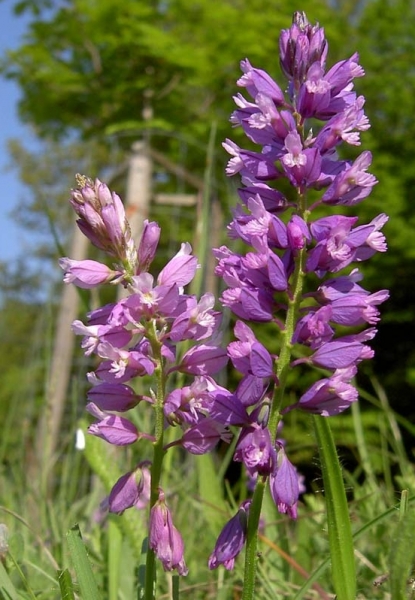 Pflanzenbild gross Schopfige Kreuzblume - Polygala comosa