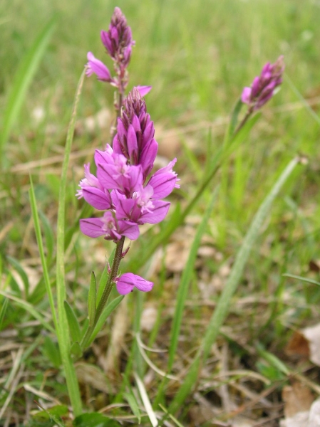 Pflanzenbild gross Schopfige Kreuzblume - Polygala comosa