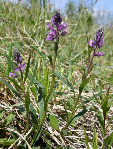 Pflanzenbild gross Schopfige Kreuzblume - Polygala comosa