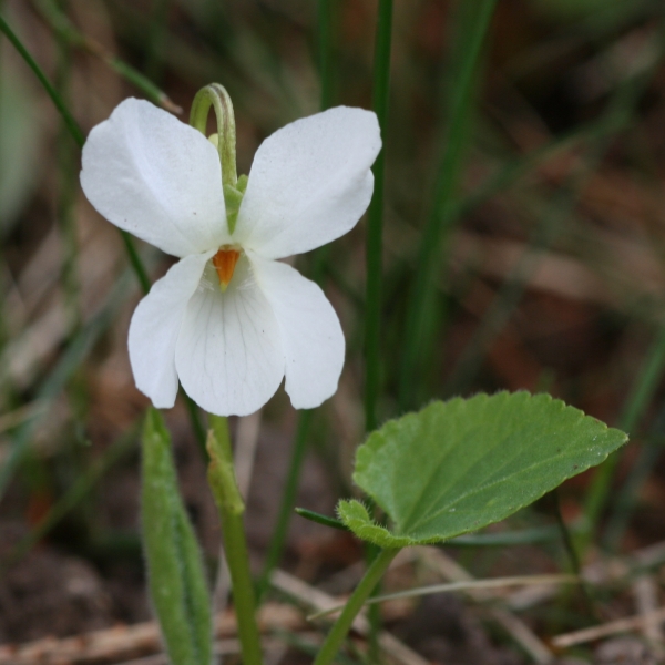 Pflanzenbild gross Weisses Veilchen - Viola alba