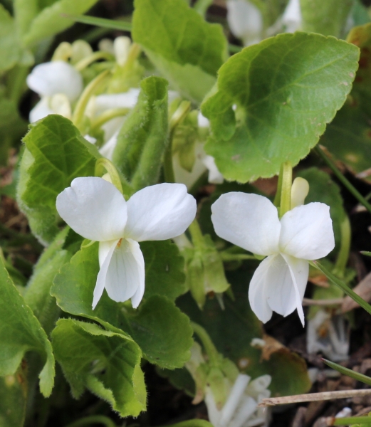 Pflanzenbild gross Weisses Veilchen - Viola alba