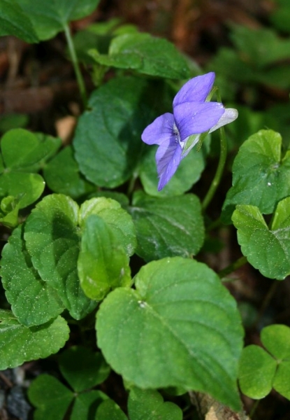 Pflanzenbild gross Hain-Veilchen - Viola riviniana