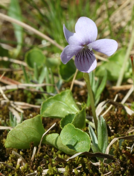 Pflanzenbild gross Sumpf-Veilchen - Viola palustris