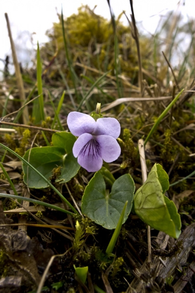 Pflanzenbild gross Sumpf-Veilchen - Viola palustris