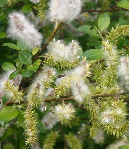 Pflanzenbild gross Schwarzwerdende Weide - Salix myrsinifolia