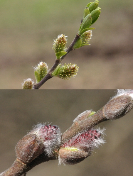 Pflanzenbild gross Schwarzwerdende Weide - Salix myrsinifolia