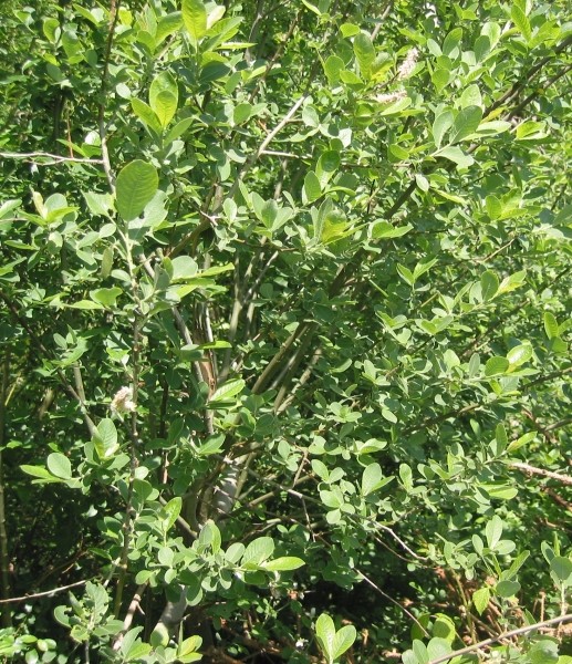 Pflanzenbild gross Grau-Weide - Salix cinerea