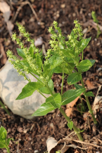 Pflanzenbild gross Einjähriges Bingelkraut - Mercurialis annua