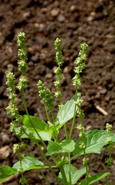 Pflanzenbild gross Einjähriges Bingelkraut - Mercurialis annua
