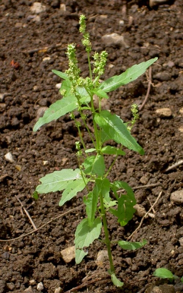 Pflanzenbild gross Einjähriges Bingelkraut - Mercurialis annua