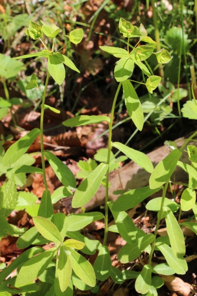 Pflanzenbild gross Süsse Wolfsmilch - Euphorbia dulcis