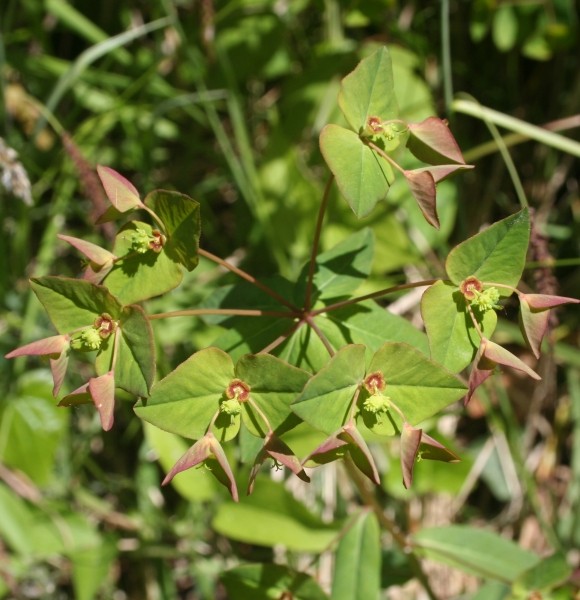Pflanzenbild gross Süsse Wolfsmilch - Euphorbia dulcis