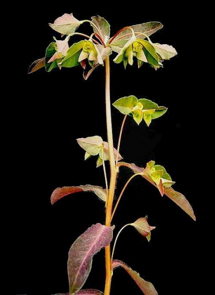 Pflanzenbild gross Süsse Wolfsmilch - Euphorbia dulcis