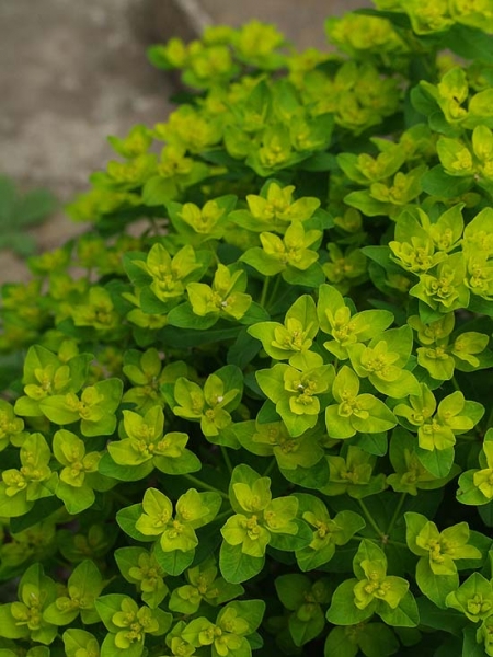 Pflanzenbild gross Warzige Wolfsmilch - Euphorbia verrucosa