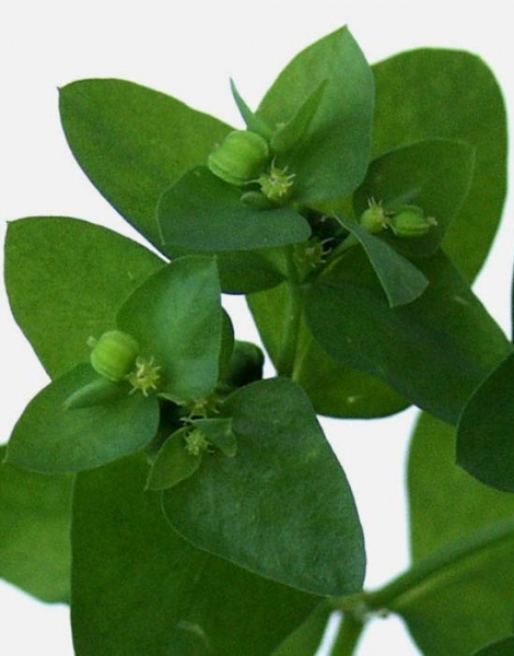 Pflanzenbild gross Garten-Wolfsmilch - Euphorbia peplus