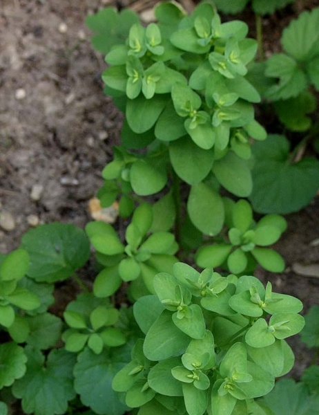 Pflanzenbild gross Garten-Wolfsmilch - Euphorbia peplus
