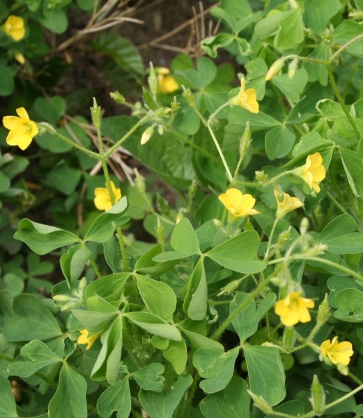 Pflanzenbild gross Aufrechter Sauerklee - Oxalis stricta