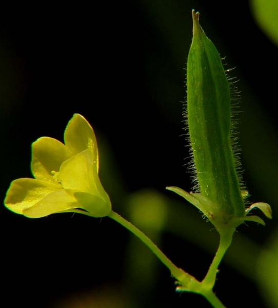 Pflanzenbild gross Aufrechter Sauerklee - Oxalis stricta