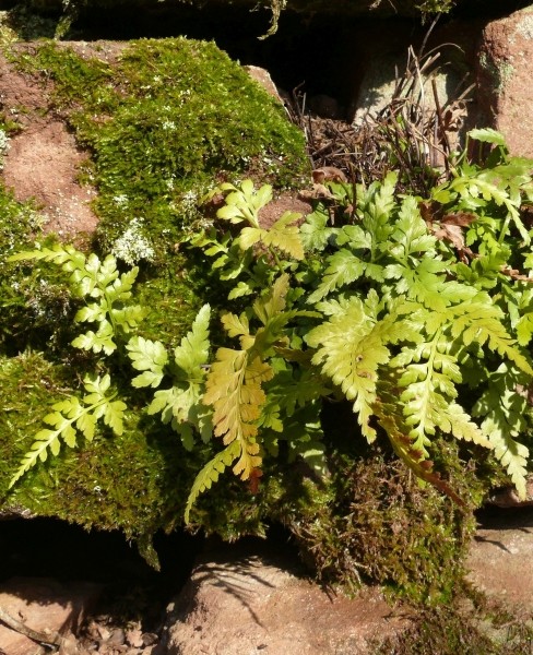 Pflanzenbild gross Schwarzstieliger Streifenfarn - Asplenium adiantum-nigrum