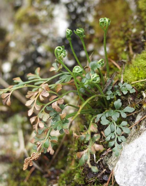 Pflanzenbild gross Mauerraute - Asplenium ruta-muraria